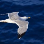 かもめのジョナサン